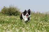 BORDER COLLIE 532